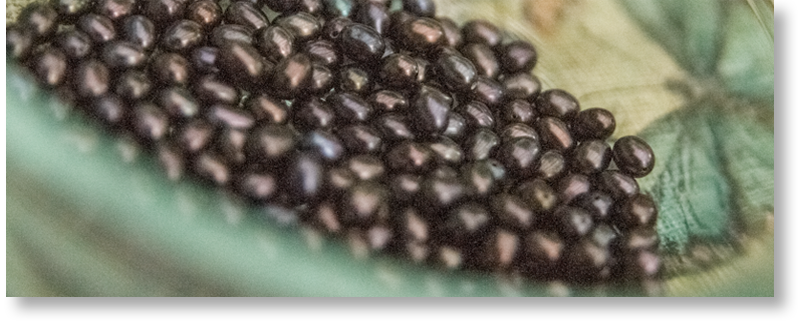 Photo of the usable grey freshwater pearl beads.
